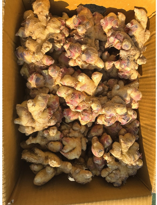 해돋이농산 국산 생강 햇생강 흙생강 1kg 5kg 10kg, 1개