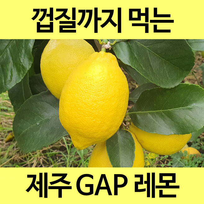[통째로 레몬] 제주 무농약 GAP 인증 유기농 레몬 껍질까지 통째로 먹는 레몬, GAP인증 1.5kg, 1박스