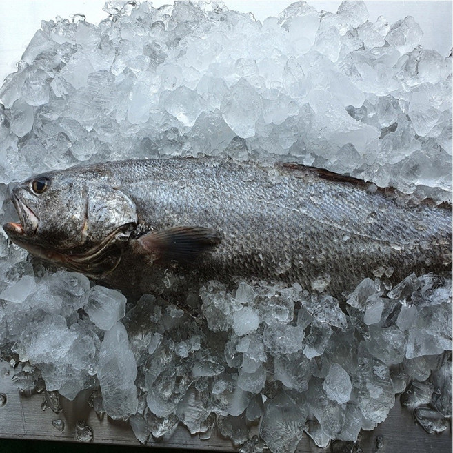 국내산 손질 통민어 특대자 50cm이상, 1개, 생물중량 1.7kg이상
