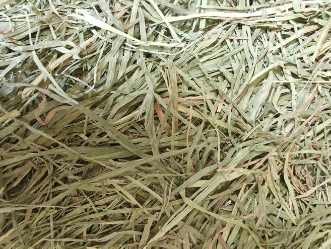 苜蓿提摩西草 百慕達草 甜燕麥草 小麥草 高纖磨牙寵物草, 1個