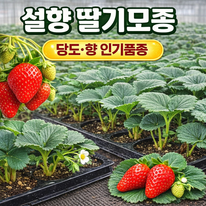 설향딸기모종 활착 빠른 딸기묘 노지 하우스 베란다 텃밭 겸용, 20개