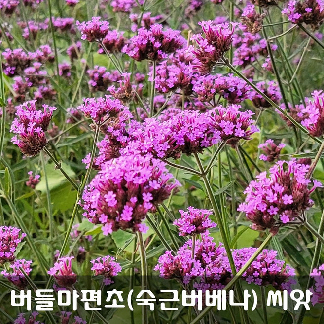 [해피플라워] 보랏빛 물결을 연출하는 버들마편초 숙근버베나 씨앗 1g(약 3 000립) / 봄 여름 파종 꽃씨, 1개