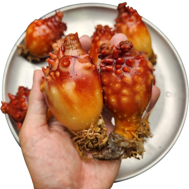 남도며느리 산지직송 활 멍게 연안 국내산 꽃멍게 앵치멍게, 1세트, 3kg