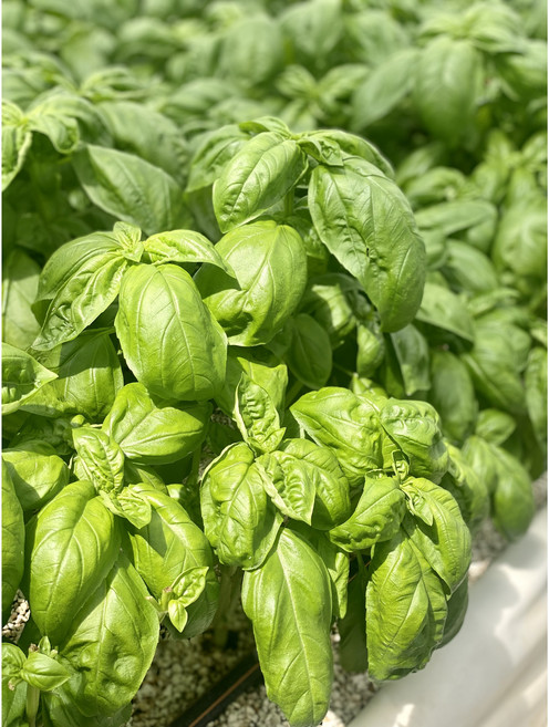 바질 큰잎 500g + 100g 중량UP 생바질 페스토용, 1개