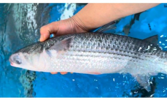 [ 홍길동수산 ] 숭어회 필렛 1kg 손질 후 약 300~340g 광주 서구 회 맛집 [원산지:국내산], 1개, 1kg (매운탕 미포함)