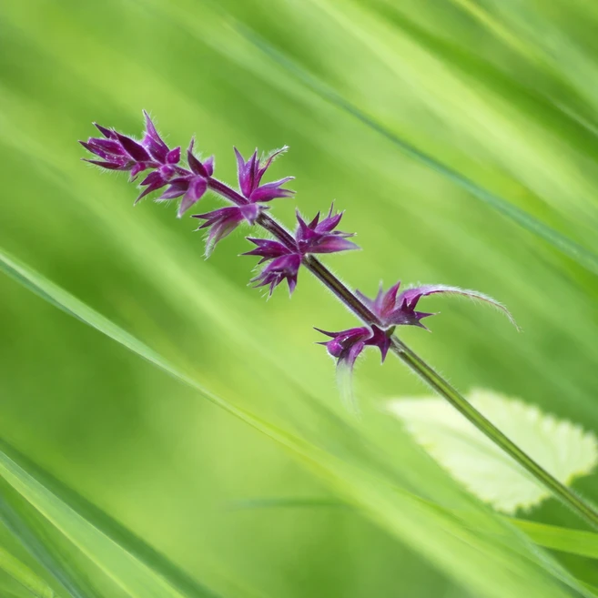 피에ㅂ엘ㅈ드ㅍ크림, 1개, 20g - 쿠팡