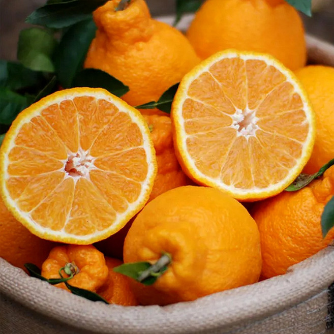 [한정특가] 고당도 하우스 한라봉, 1개, 10kg 혼합과 (강력추천)