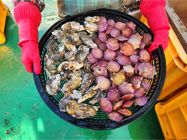 산지출고 통영 국내산 각굴(석화)3kg(30미 내외) + 국내산 홍가리비2lg(40미내외) 석화 가리비 반반세트, 1개, 5kg