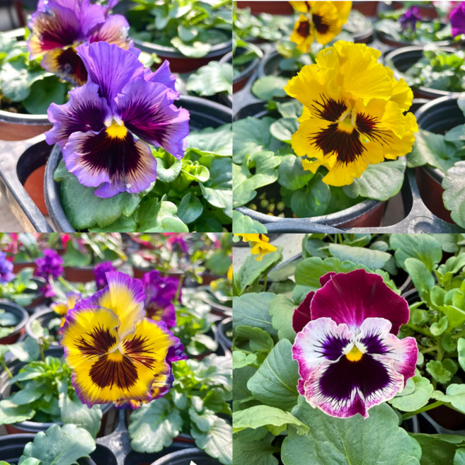 프릴팬지 2개 팬지꽃 모종 신품종