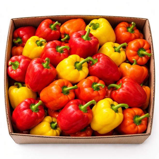 신선한 못난이 파프리카 혼합, 1박스, 혼합 1kg