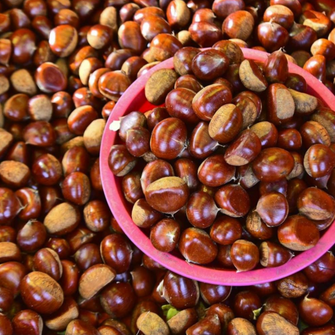 25년 햇밤 정안 공주맛밤 칼집밤 밤뜨래 햇밤 특대. 대 알밤 2kg, 6kg, 1개, 옥광밤 특