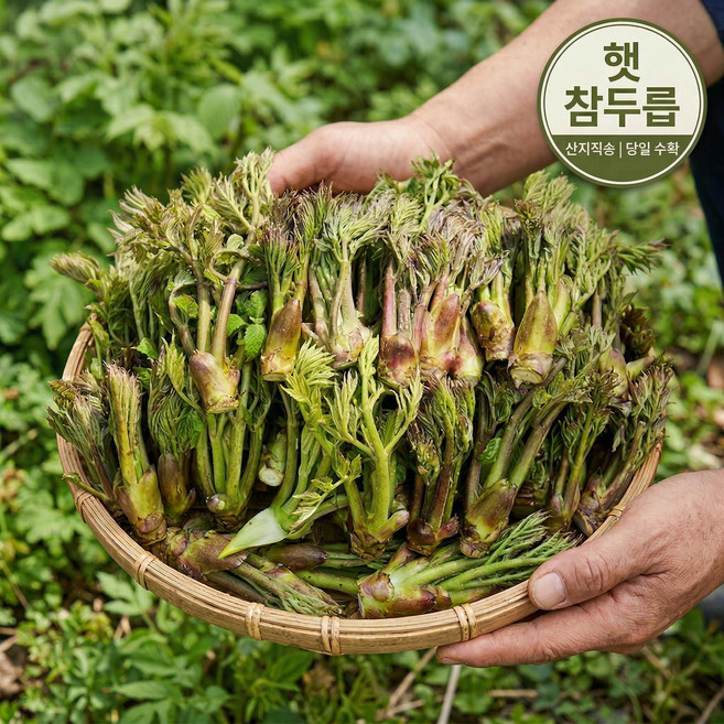 [딱한달판매] 산지직송 국산 봄제철 참두릅, 1개, 500g