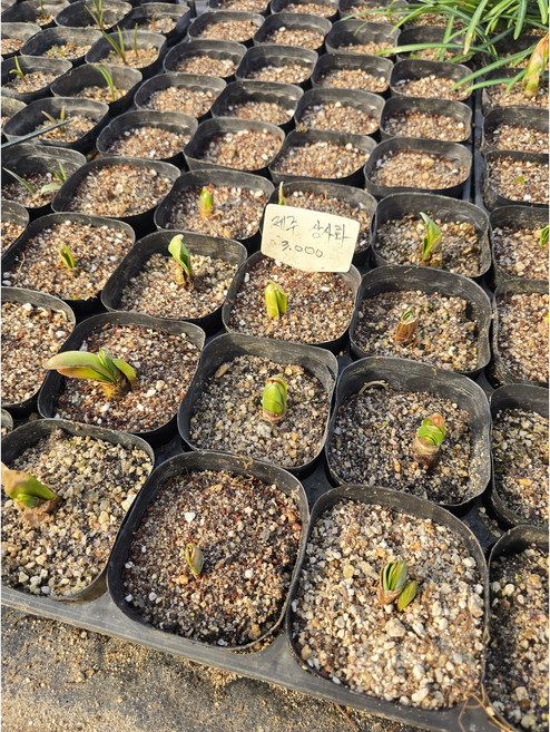 제주상사화 4개 구근 식물 여름꽃 노지월동 알뿌리