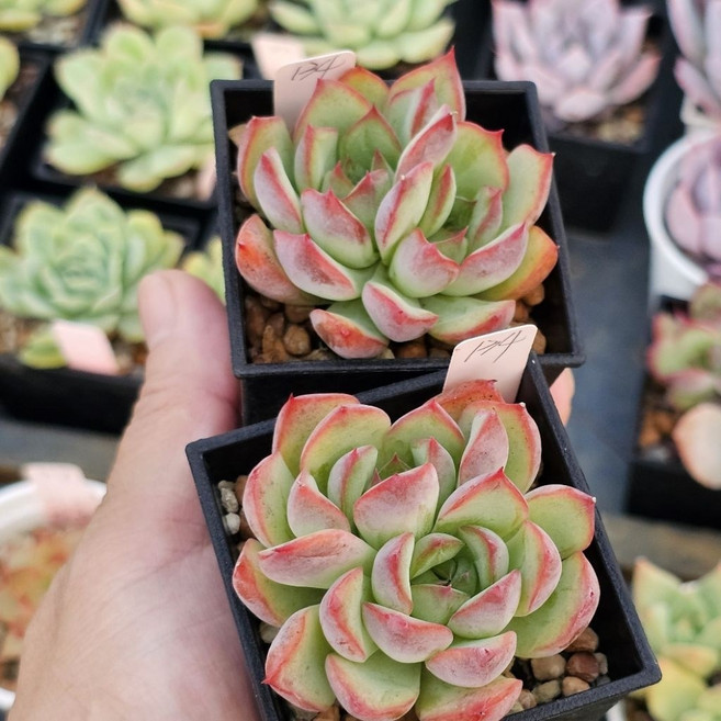 寶Bao多肉花園 綜合品種 2吋盆 多肉植物盆栽, 摩洛塔, 1個