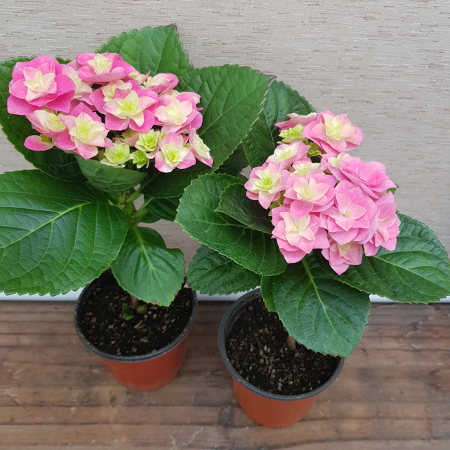 [용이네 화원] 장미수국 (2개배송) (1+1) 색상랜덤 인테리어식물 10cm화분, 2개, 랜덤