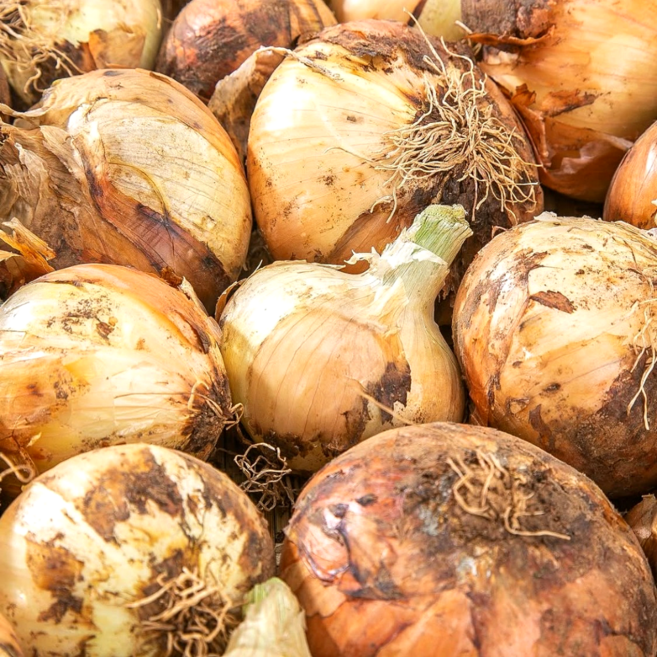 산지꾼 국내산 양파 무안 양파, 1개, 10kg 대