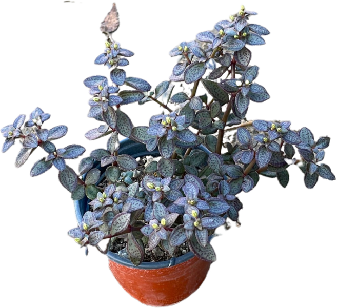 그린플랜트 다육식물 볼켄시 1+1