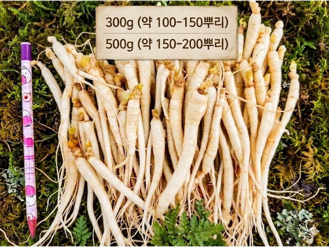 대용량 금산인삼 삼계탕용 갈비탕용 작은 실삼계 식당용인삼 100뿌리이상, 1개, 300g