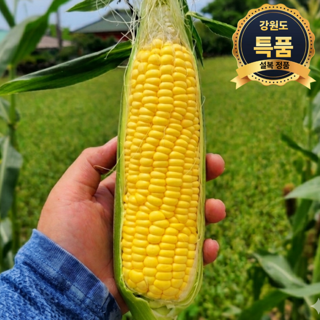 설복 국내산 강원도 초당옥수수 19brix이상 고당도, 10개, 1박스