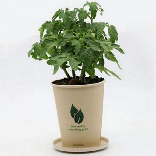 재료 씨앗 화분 방울 토마토 식물 키트 키우기 모종, 상세페이지 참조