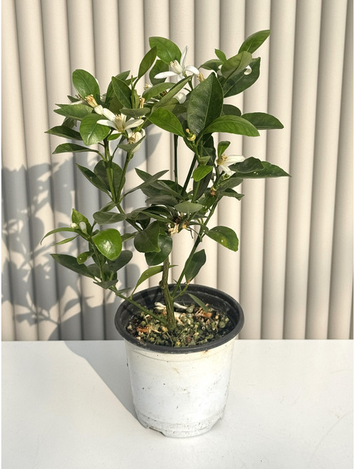 유주나무 과실수 거실 인테리어 식물 버블팟 화분, 1개, 기본포트