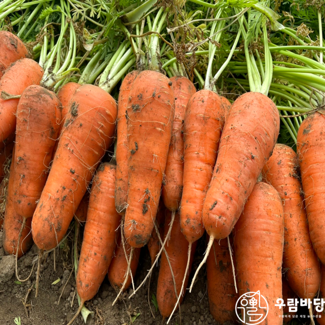 [초특가] 제주 구좌 햇 흙 당근, 1박스, 5kg (중)