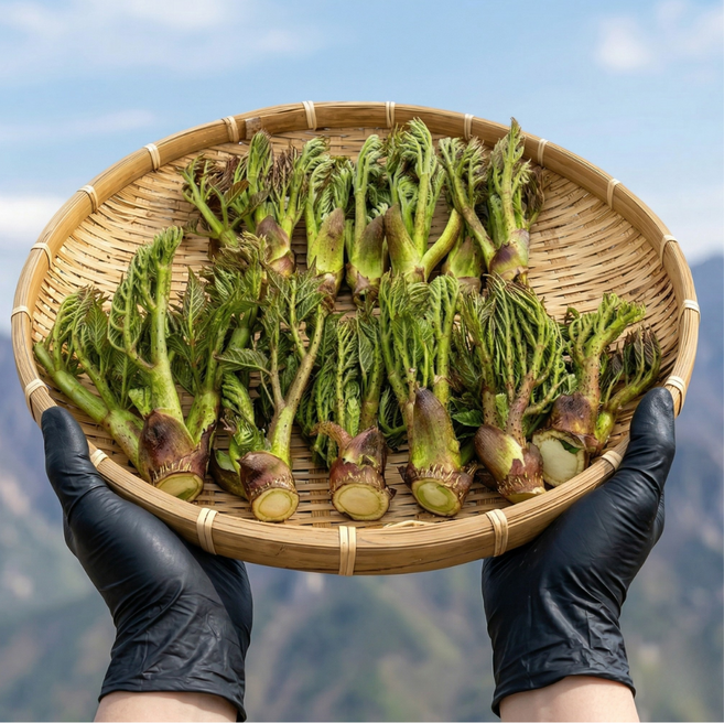 산지한입 국산 자연산 참두릅 산두릅, 1박스, 1kg