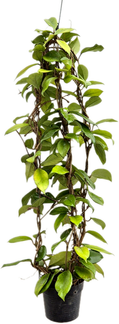 피움뜰 호야 카노사 다크레드 빨강꽃 보라꽃 대품 꽃피는 희귀 행잉플랜트 수입호야, 1개