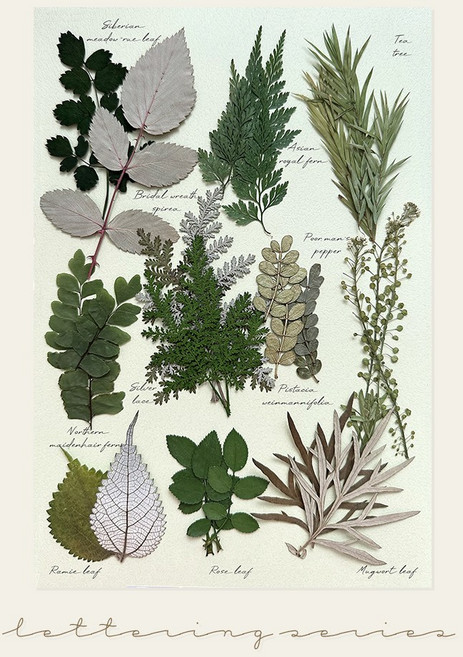 [국내 최초] 프레스코21 프리미엄 압화 레터링시리즈 L, 그리너리