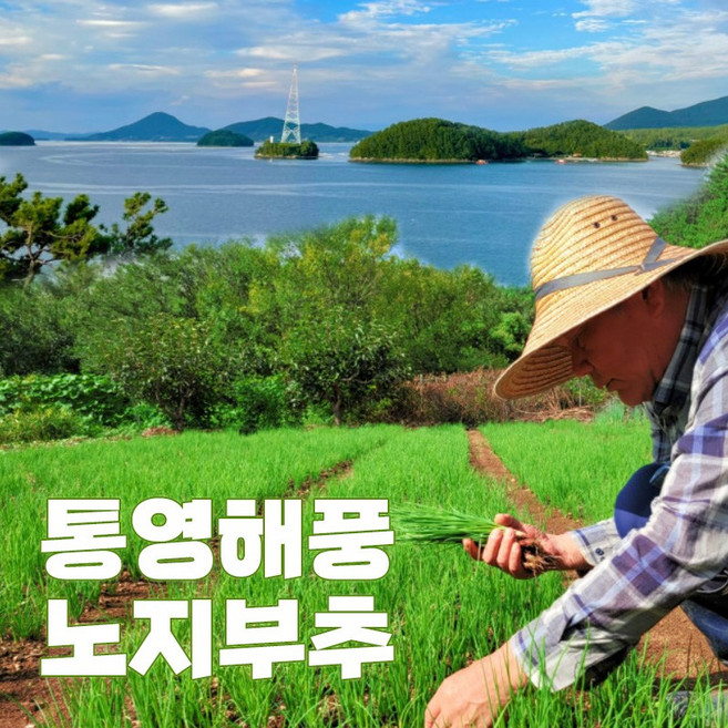 남해안 노지부추 500g 1kg 약부추, 1개