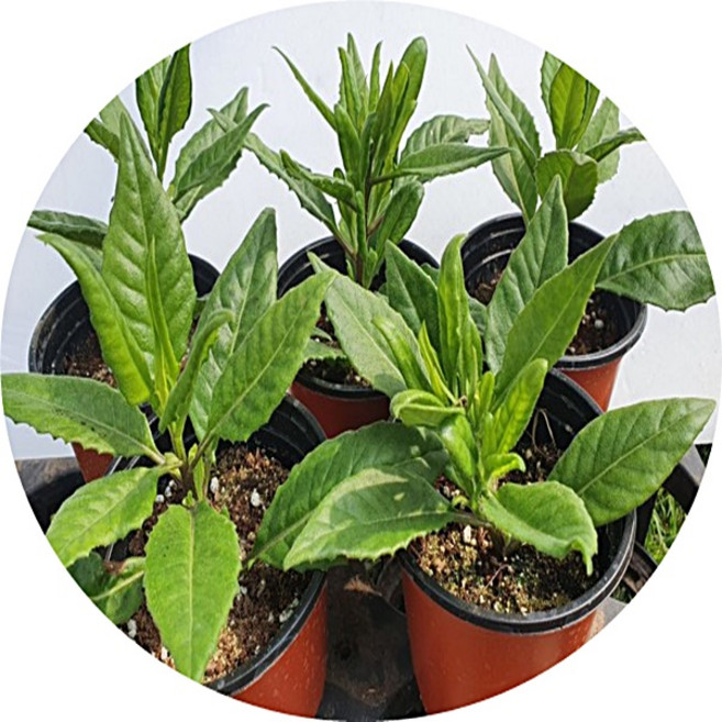 삼붕초 명월초 당뇨초 gynura procumbens 10cm2포트 15cm1포트 약초 산야초 야생화 힐링식물, 1세트, 명월초3.5치2주