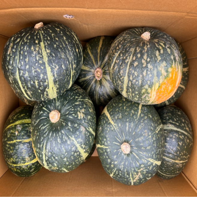 [50박스한정] 쫀득달콤 밤호박 청정재배 단호박, 1박스, 2kg