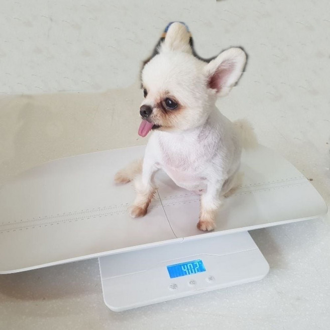 분리형 체중계 저울 고양이 반려 전자 동물 애완견 강아지 애견 애기 dew+801hD