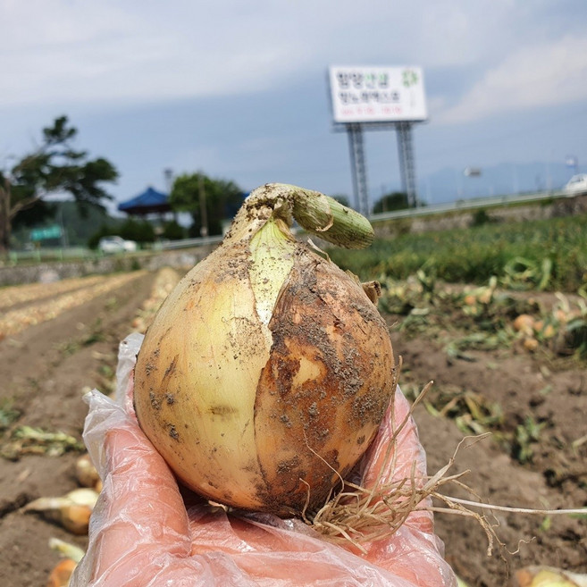 지리산 함양 양파 저장양파 (가정용소) 5kg, 1개, 함양저장양파(소)