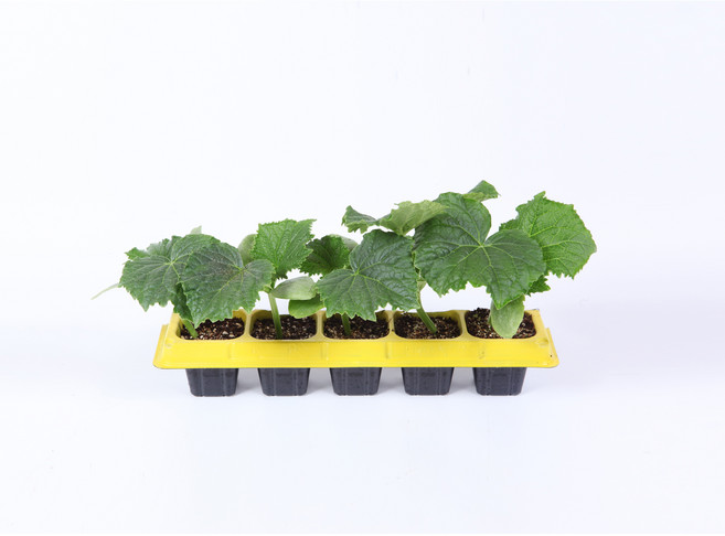 다다기오이모종 5개