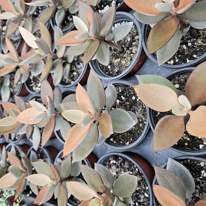 [해뜰다육] 세모리아(세무리아) 다육식물 선인장, 1개