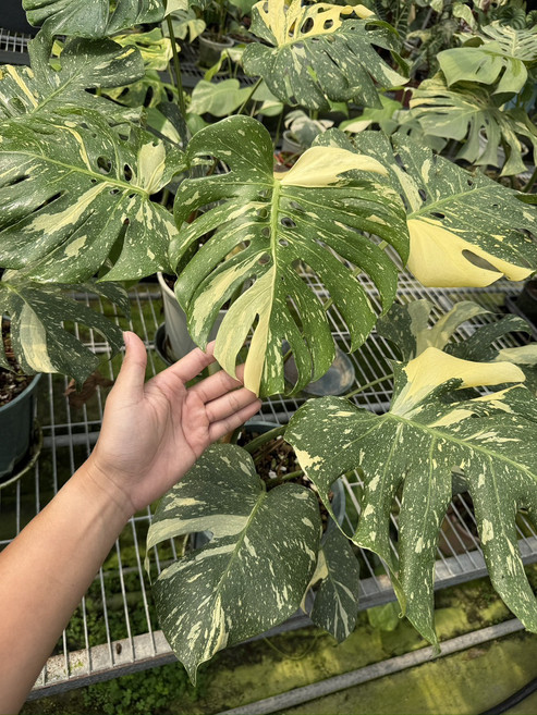 斑紋龜背芋盆栽 室內觀葉植物, 米白色／綠色, 1個
