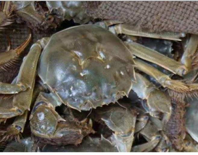 참게 1kg 민물참게 생물 암게 알꽉찬 냉동 암놈100% 게장 매운탕 청원민물고기직판장, 1개, 냉동 암놈참게 대자 [9-10마리]