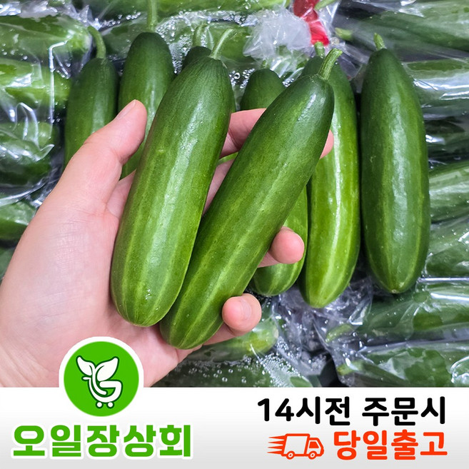 (오일장상회) 국내산 미니오이 스낵오이 1kg 2kg 4kg, 1박스