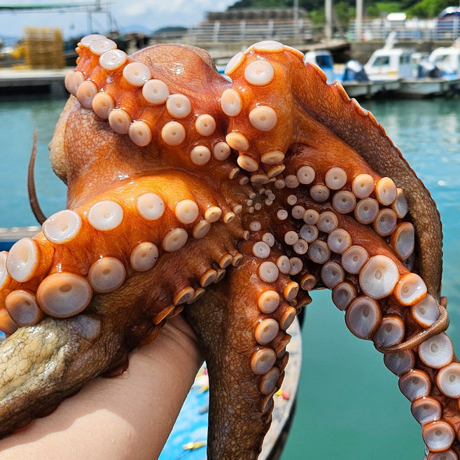 그대의밥상 산지직송 당일조업 통영 자연산 돌문어, 3kg (3~12미), 1개