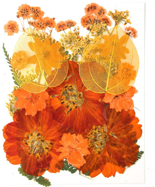 한현 DIY 대용량 압화 책갈피 만들기 종합팩 꽃모음 1장 20꽃, 1세트, HX02