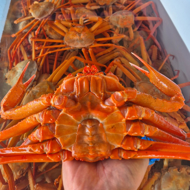 [꽉찬 수율보장] 후포 박달 홍게, 1박스, 4KG 대(8-10마리)