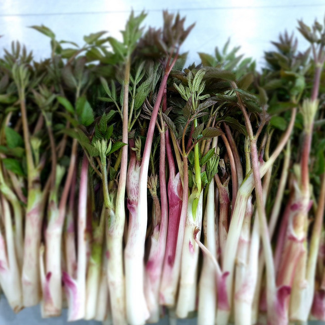 해풍맞고 자란 남해 땅두릅, 1kg, 1개