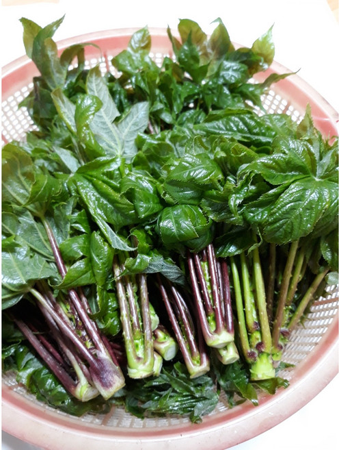 엄나무순 안동산 야생 개드릅 음나무순 (순차발송), 1kg, 1박스