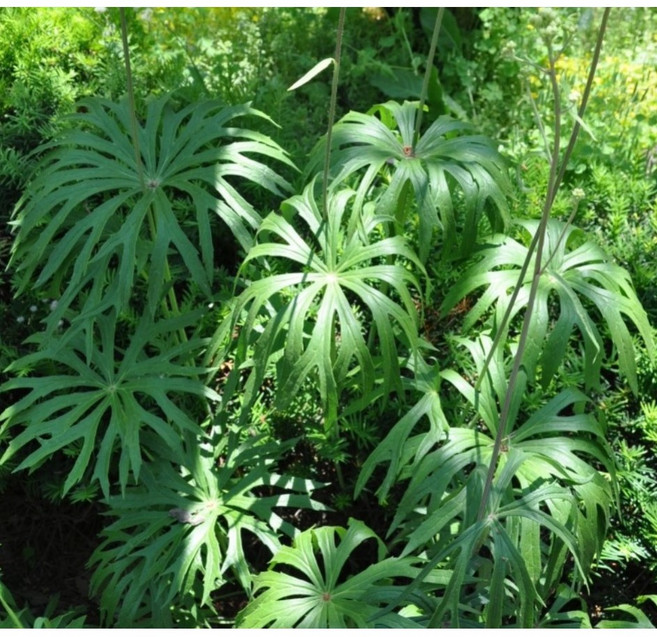 [평창]우산나물, 5개