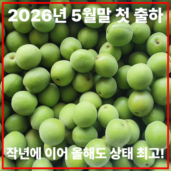 [재구매율1위] 초고당도 까다로운 선별 청매실, 1박스, 10kg (왕특)