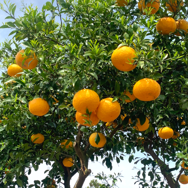 청량감가득 유기농 하귤 하귤청 아마나스 나스미깡 제주태평농원직배송, 1박스, 9kg