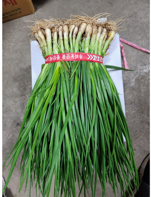 당일경매 뿌리 흙쪽파 잔파 1단, 1개, 1kg