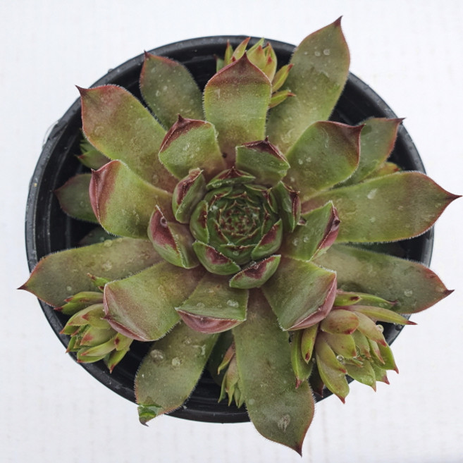 델라스 바위솔, 1개