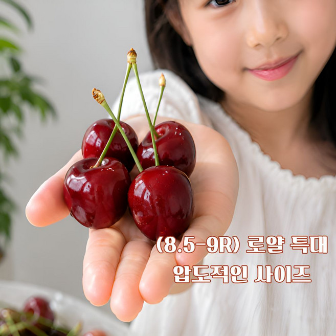 8.5R-9R 프리미엄 생 체리 워싱턴체리, 1개, (특대) 워싱턴 체리 8.5-9R 5kg